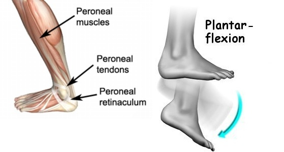 Plantar Flexion - What It Is And Why It Matters
