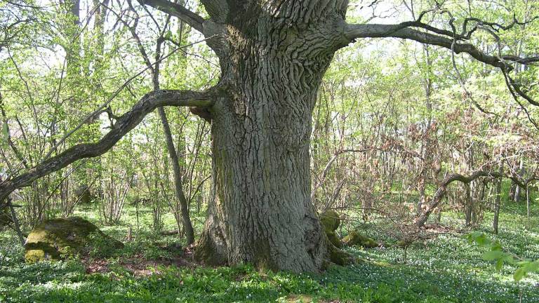 Old oak, Hasseludden, Knivsta