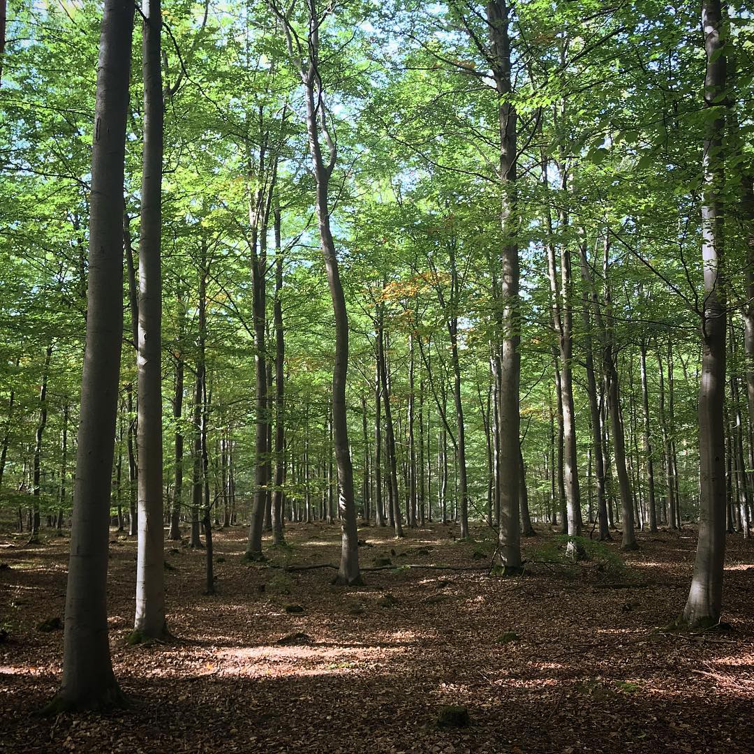 Beech Forest in Skåne