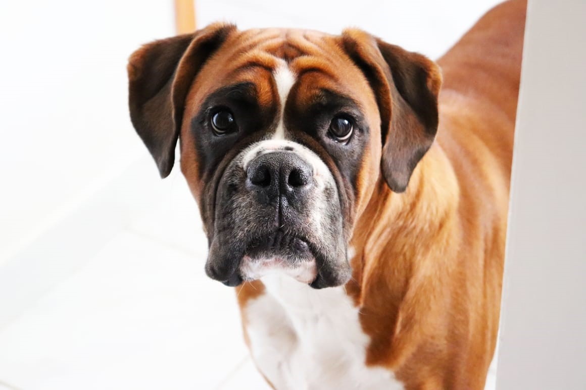 Advantages and facts about boxer dog