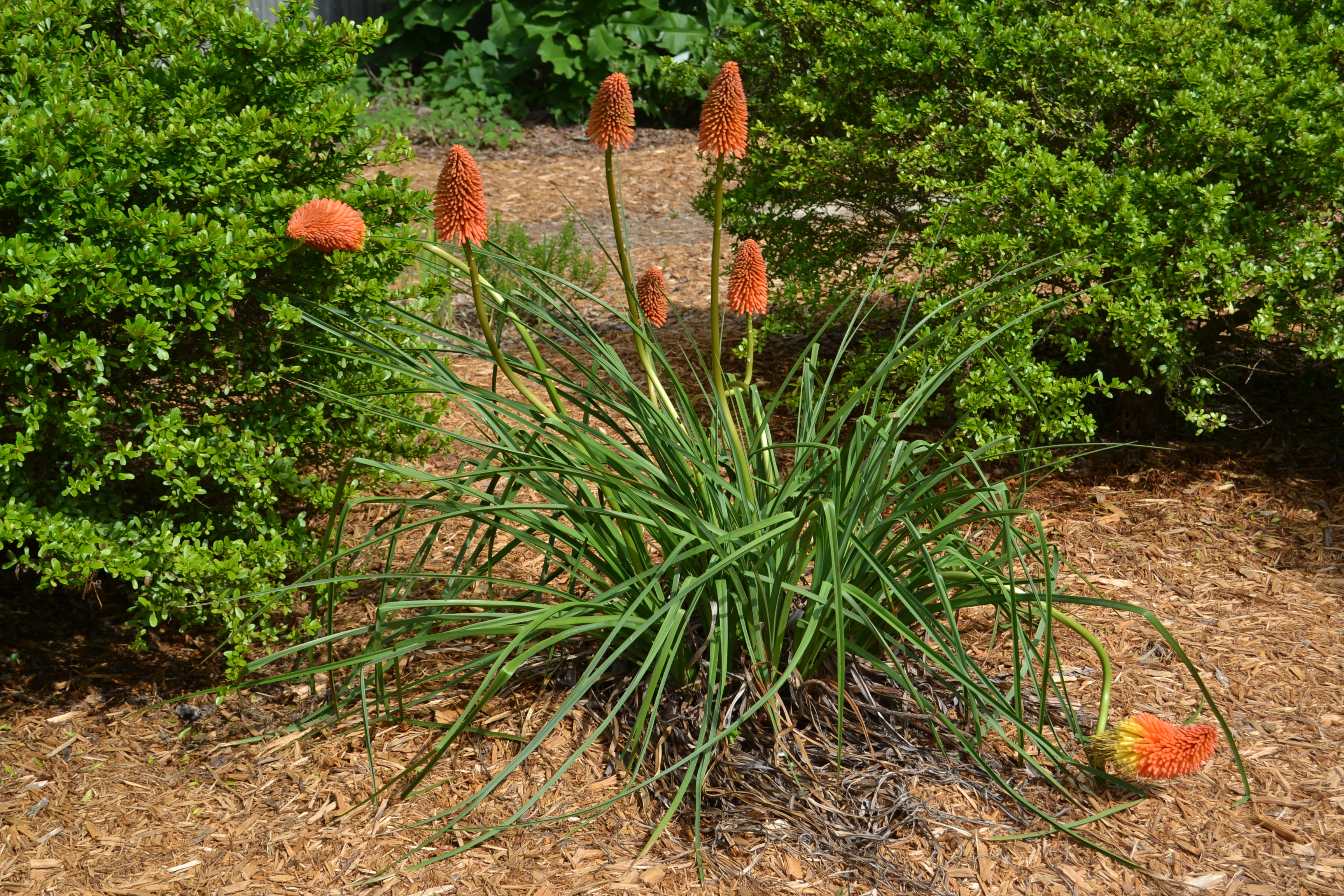Top 5 Methods To Grow Red Hot Poker Plant: Growth & Cultivation Perennial Flowering Plants