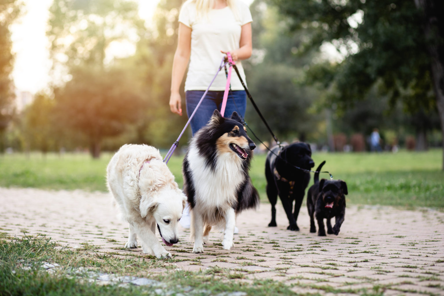 Woman walking dogs at park