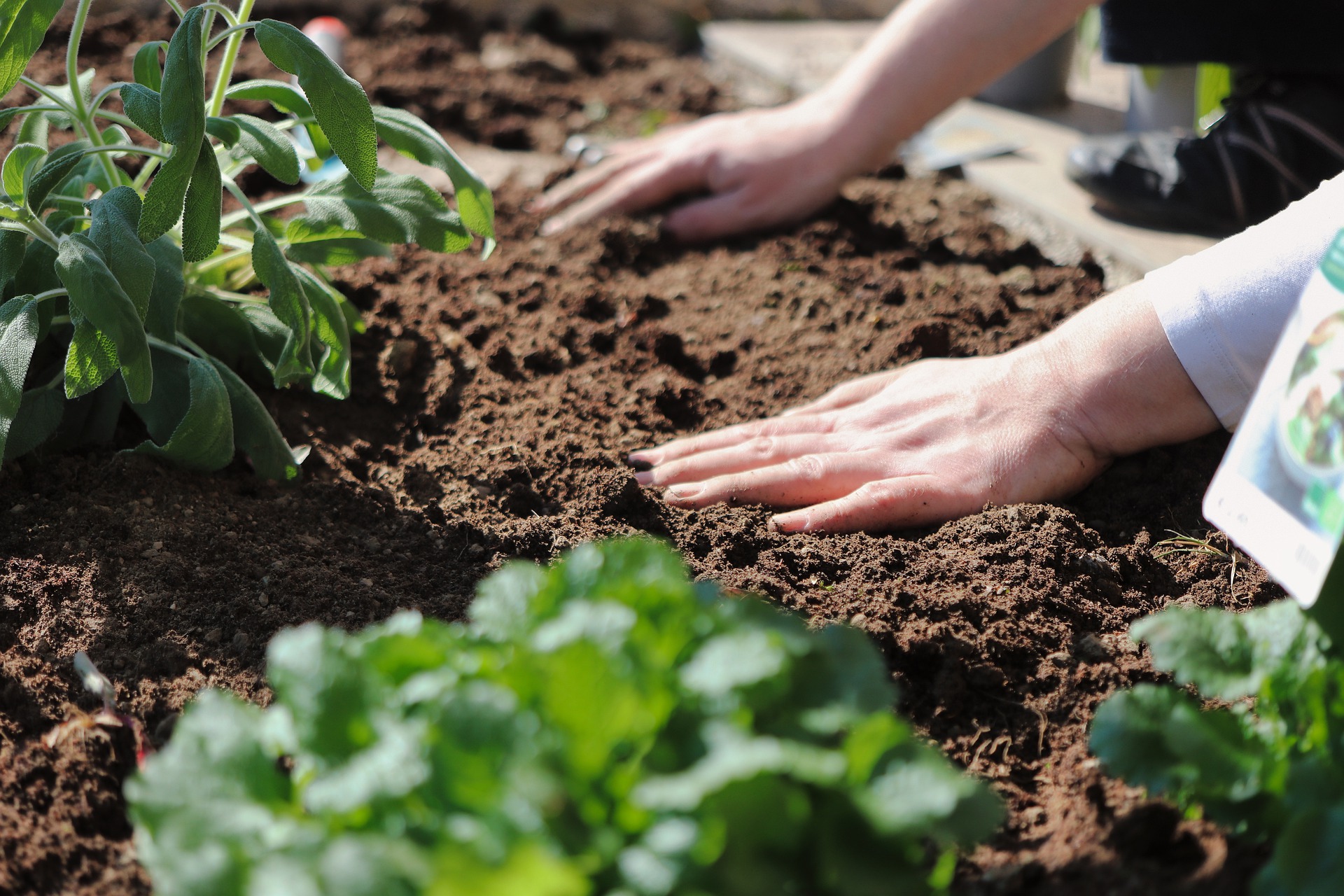 How Gardening Can be Great for Your Health