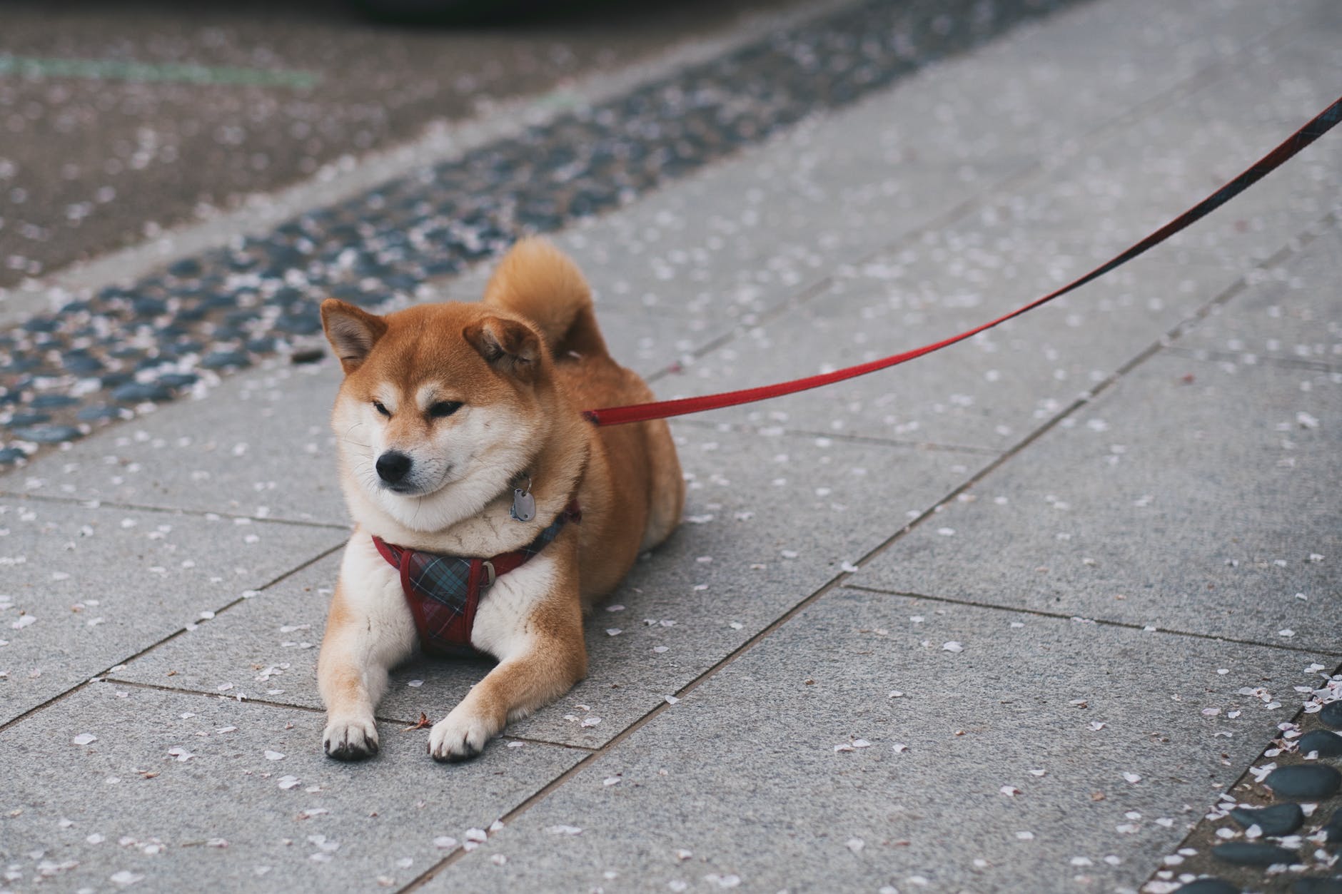 Shiba inu dog with red leash sitting down