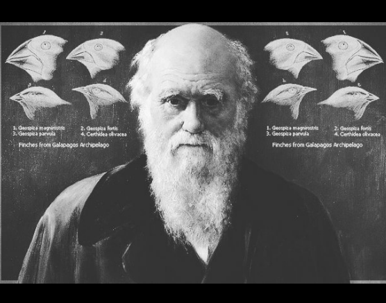 Charles Darwin with drawings of the head of finches from the Galapagos Archipelago in the background