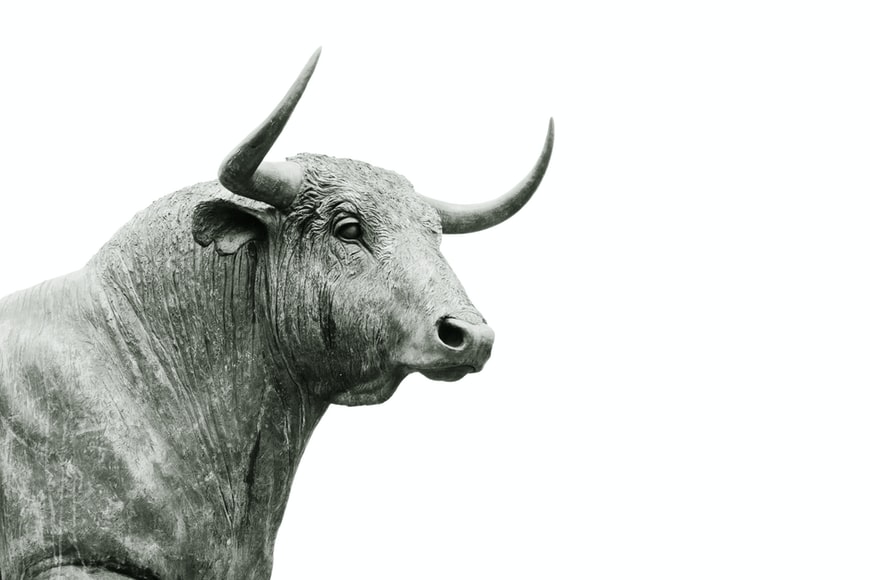 Bull on a white background