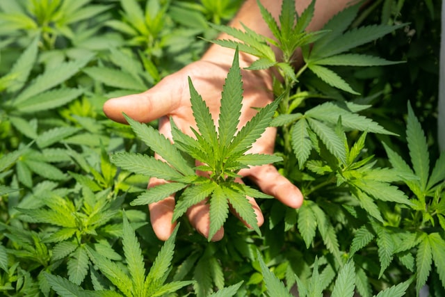 A person places one’s right hand among cannabis leaves
