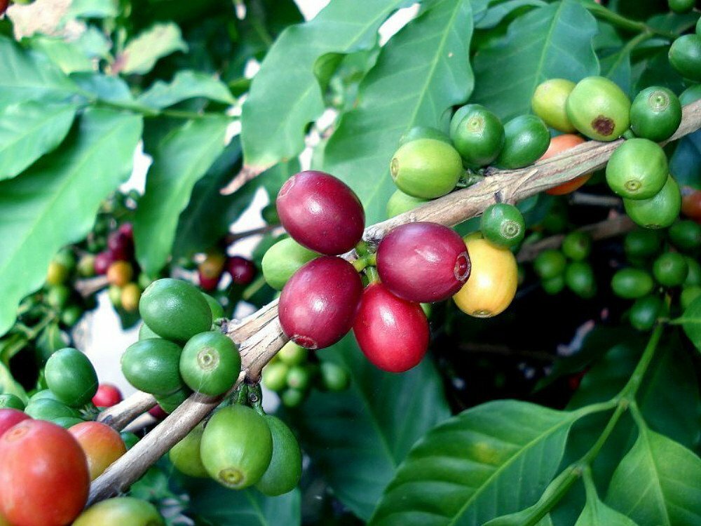 Green and red Arabica Coffee Beans on a coffee tree branch 