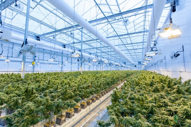 Rows of individually potted cannabis plants being cultivated indoors 