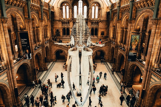 Inside Natural History Museum in London, with the skeleton of Hope the blue whale hanging from the ceiling