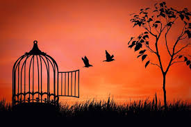 Birds released from its cage at sunset