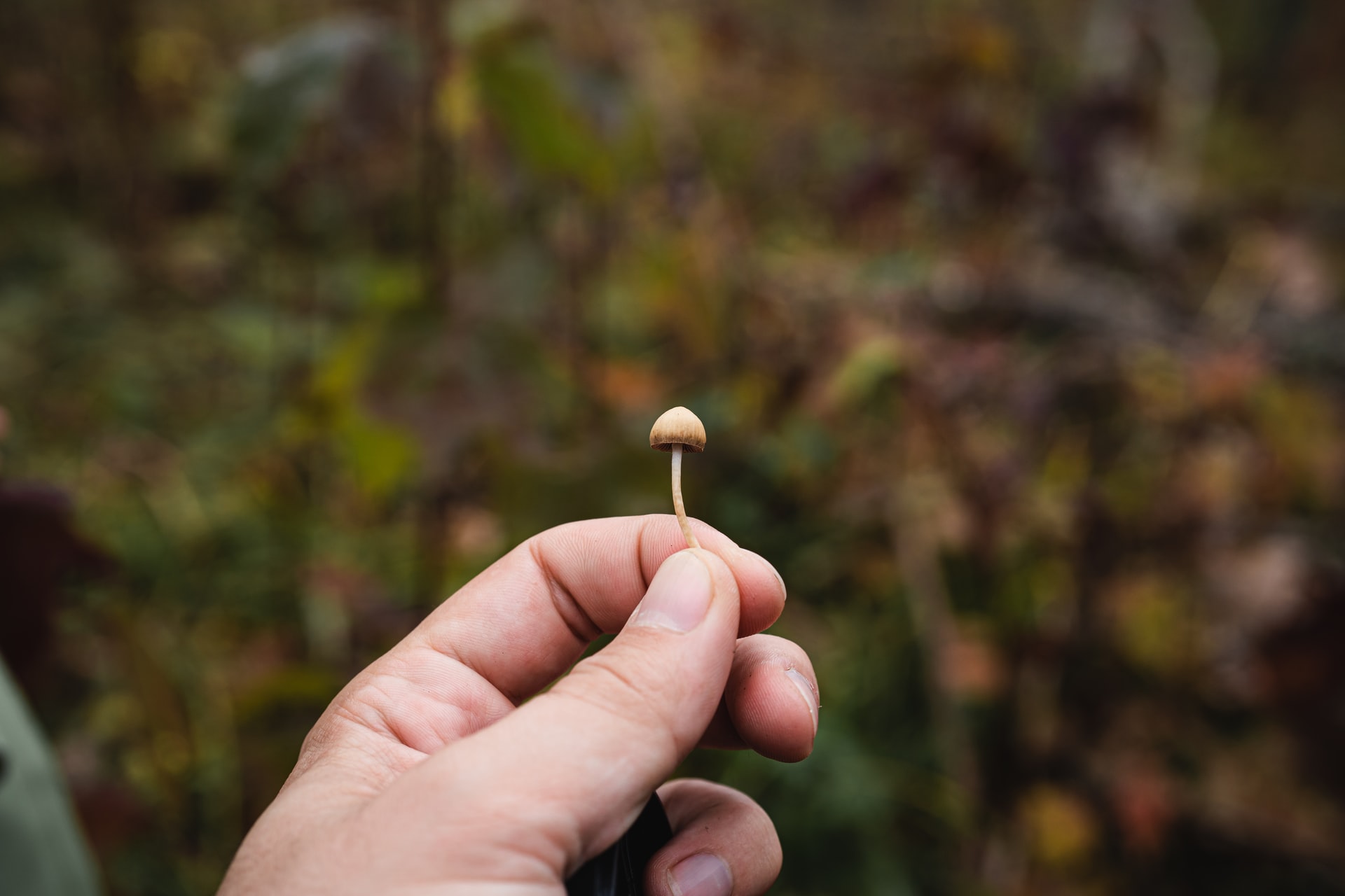 Learn About the Legalities of Psilocybin