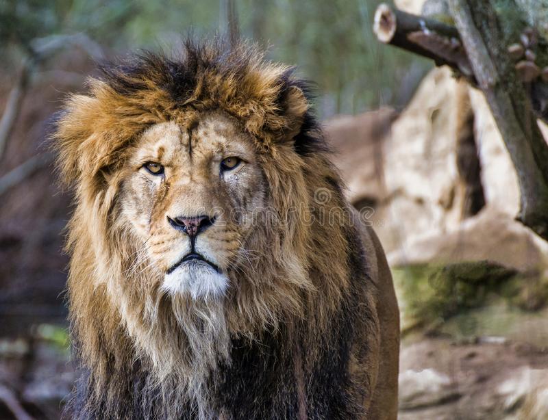 Rare Desert Lion Killed In Angola After Supplying Unprecedented Data