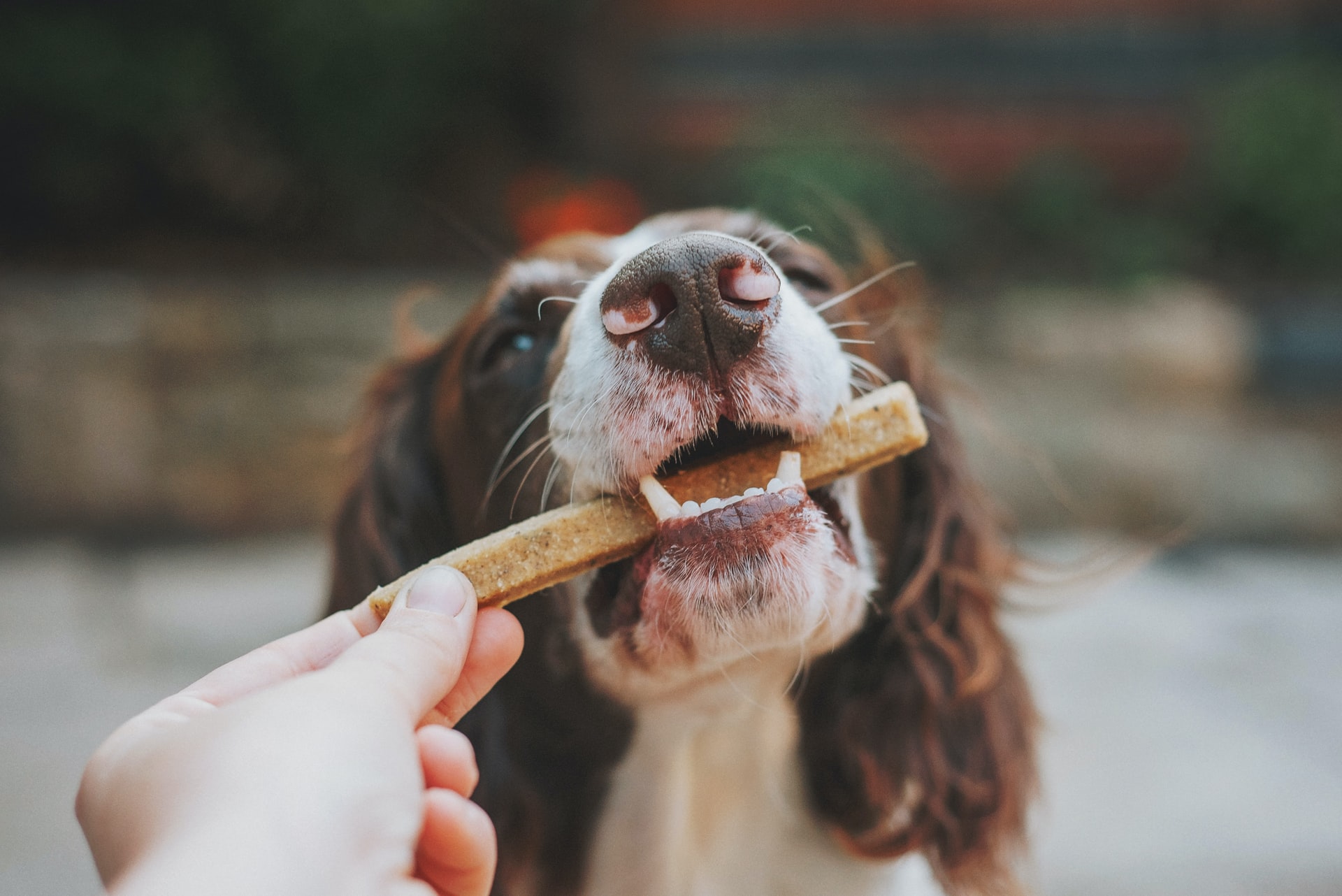 Choosing The Right Dog Treats For Your Pooch
