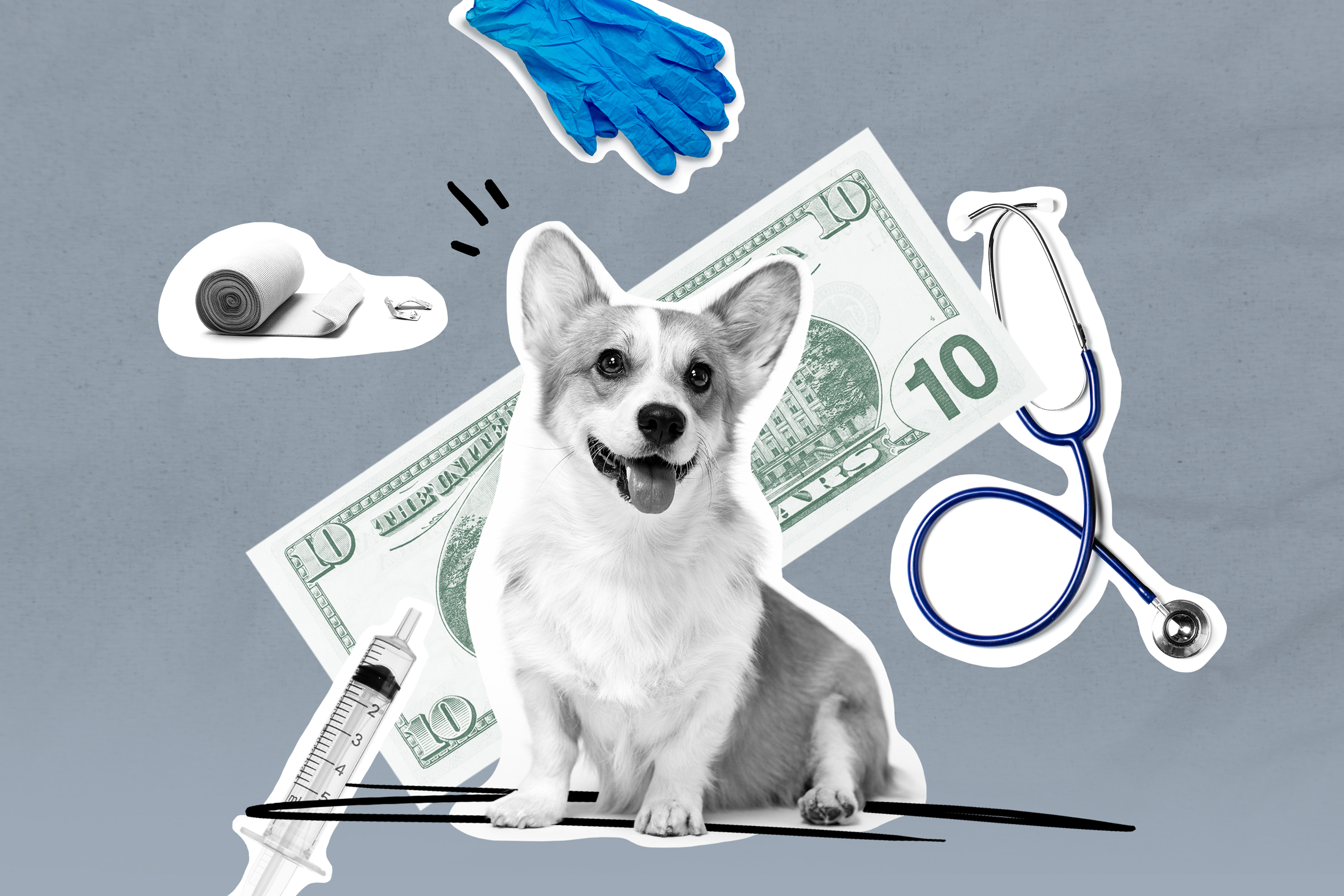 Picture of a dog with background containing $10 note, gloves, band aid, syringe, and stethoscope