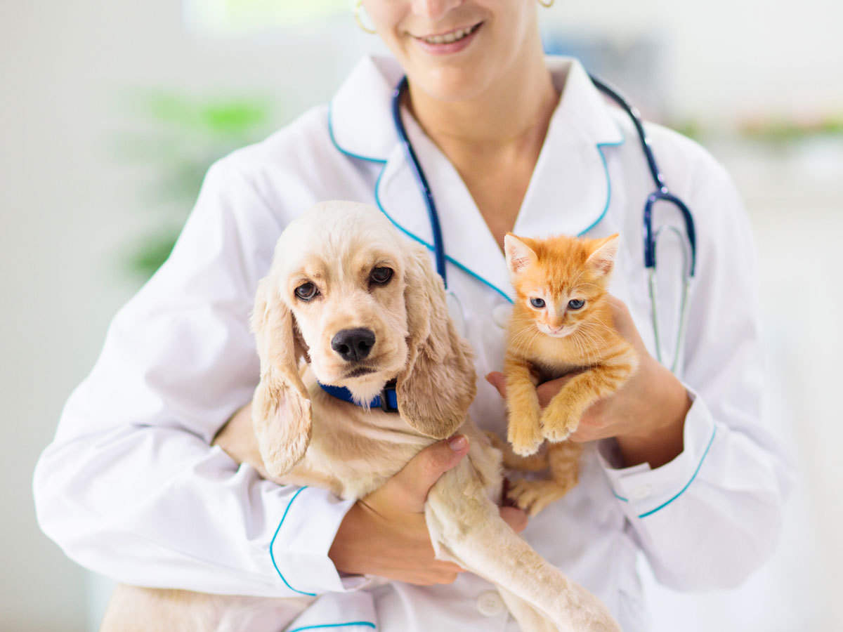 Love Your Pets? Opt For The Best Pet Insurance