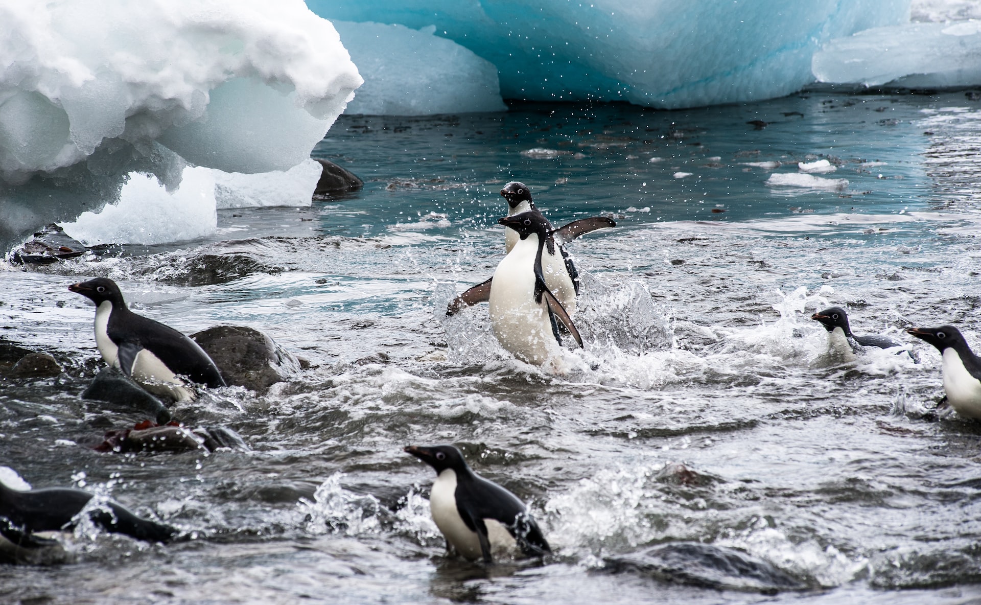 Penguins flock is swimming in the water near the ice