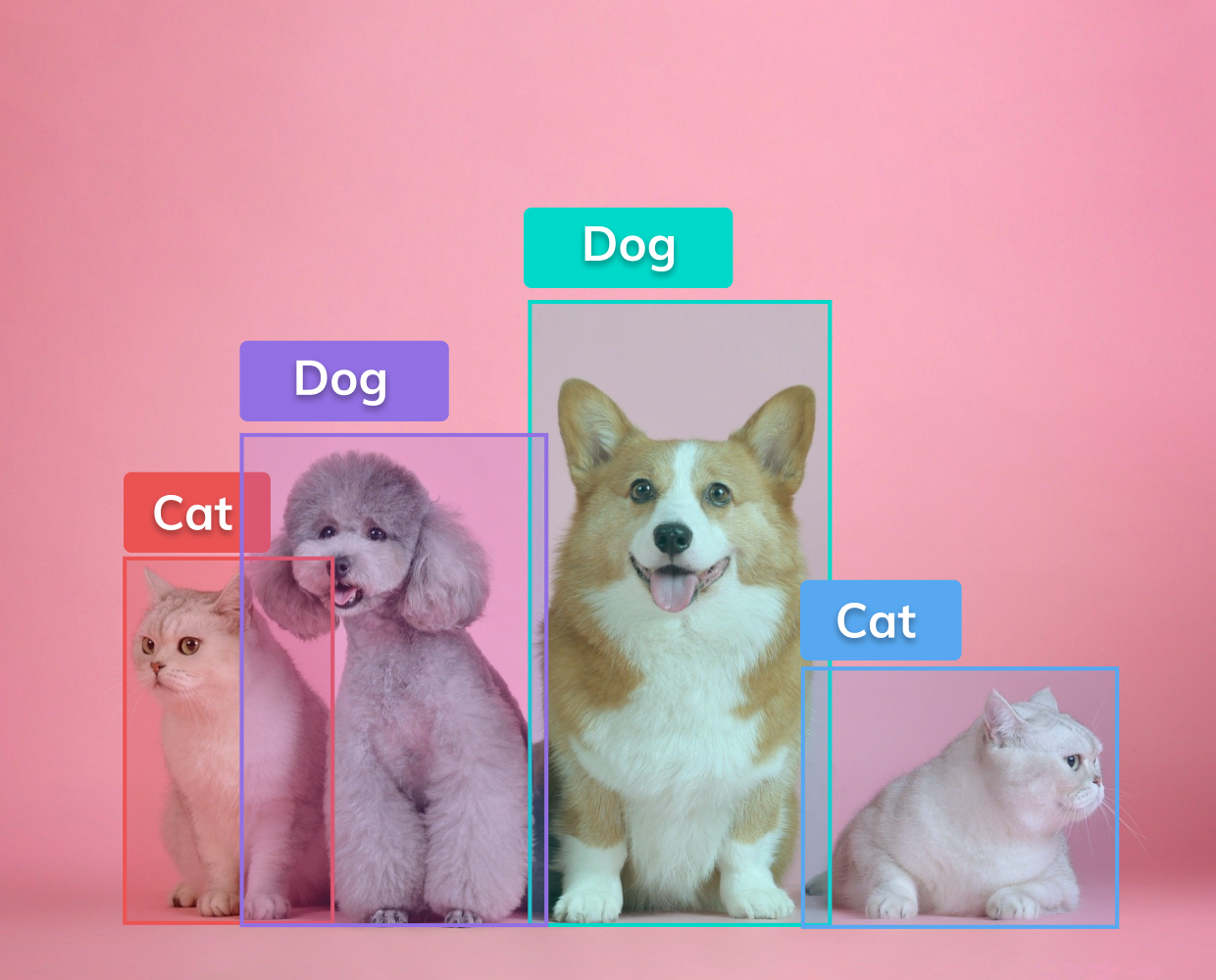 Two cats and two dogs sitting close to each other in transparent boxes of different colors