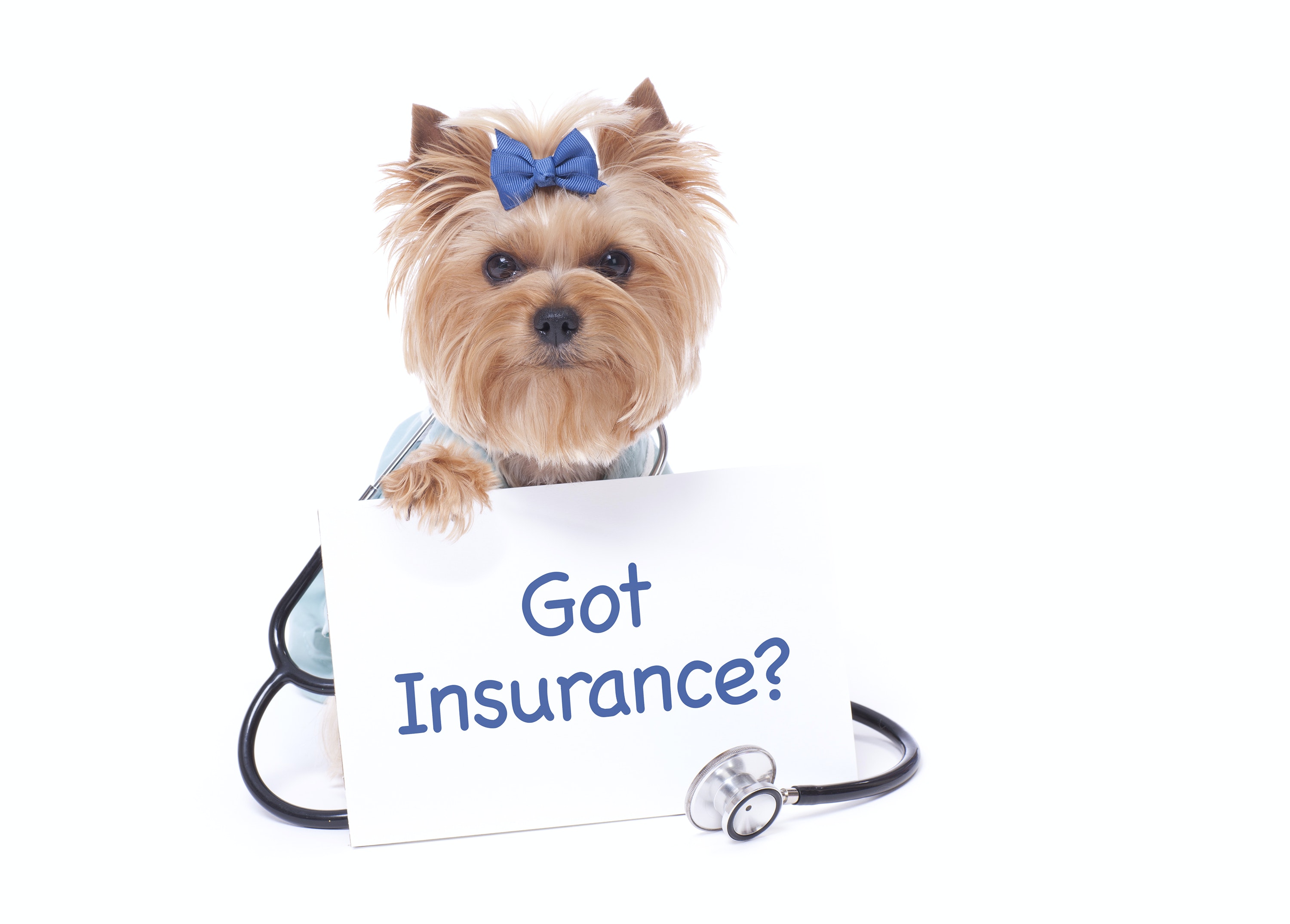 A puppy holding a card with stethoscope and a card that says 'Got Insurance?'
