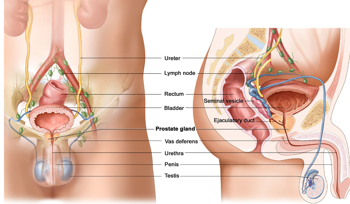A fully labeled reprodcutive system of a man showing the prostate