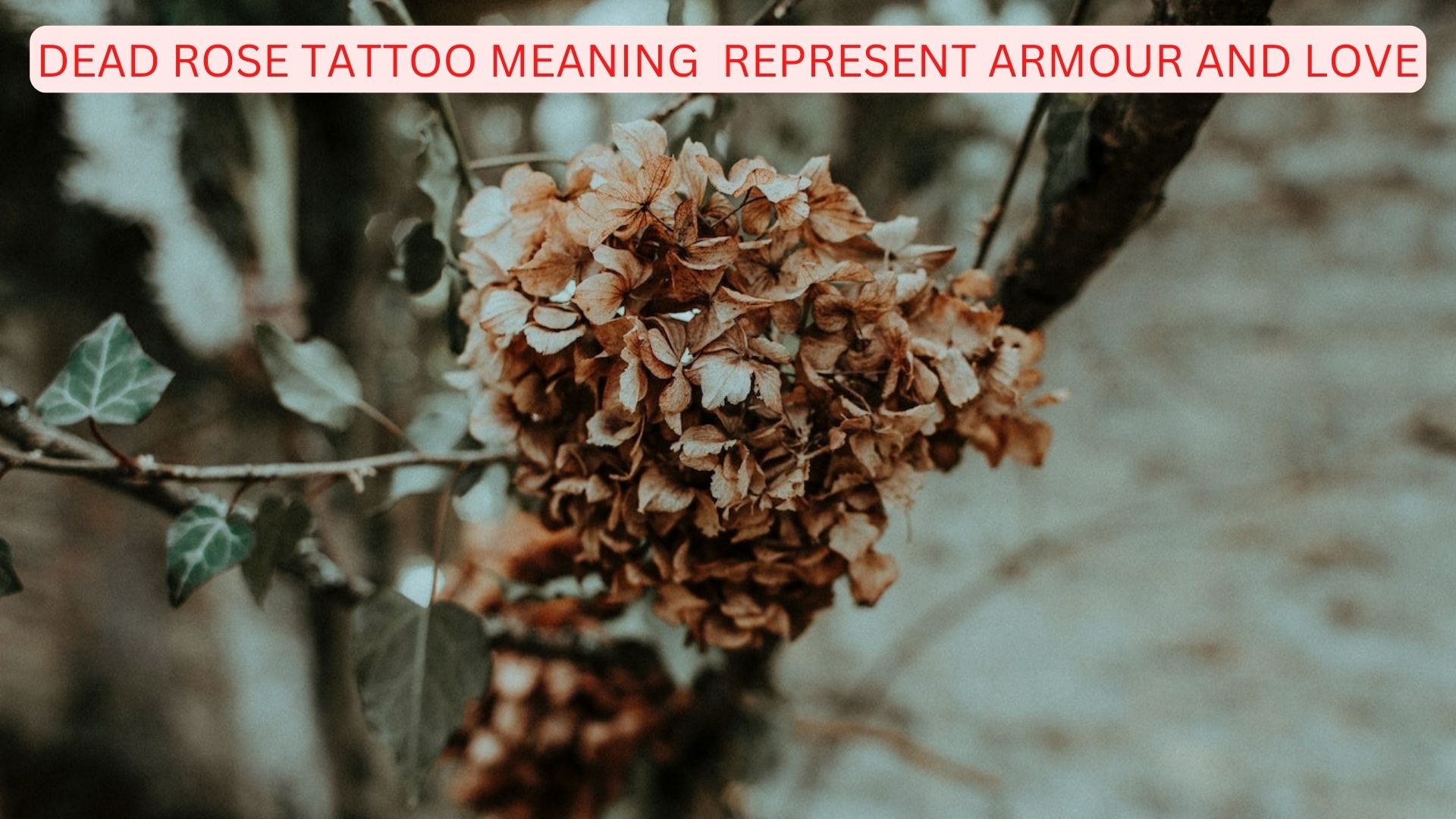 Dead Rose Tattoo Meaning Armour And Love