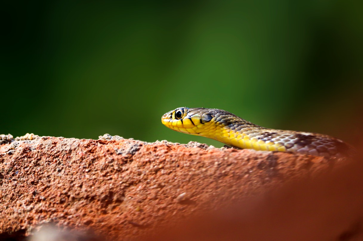 Black and Yellow Snake on Brown Rock