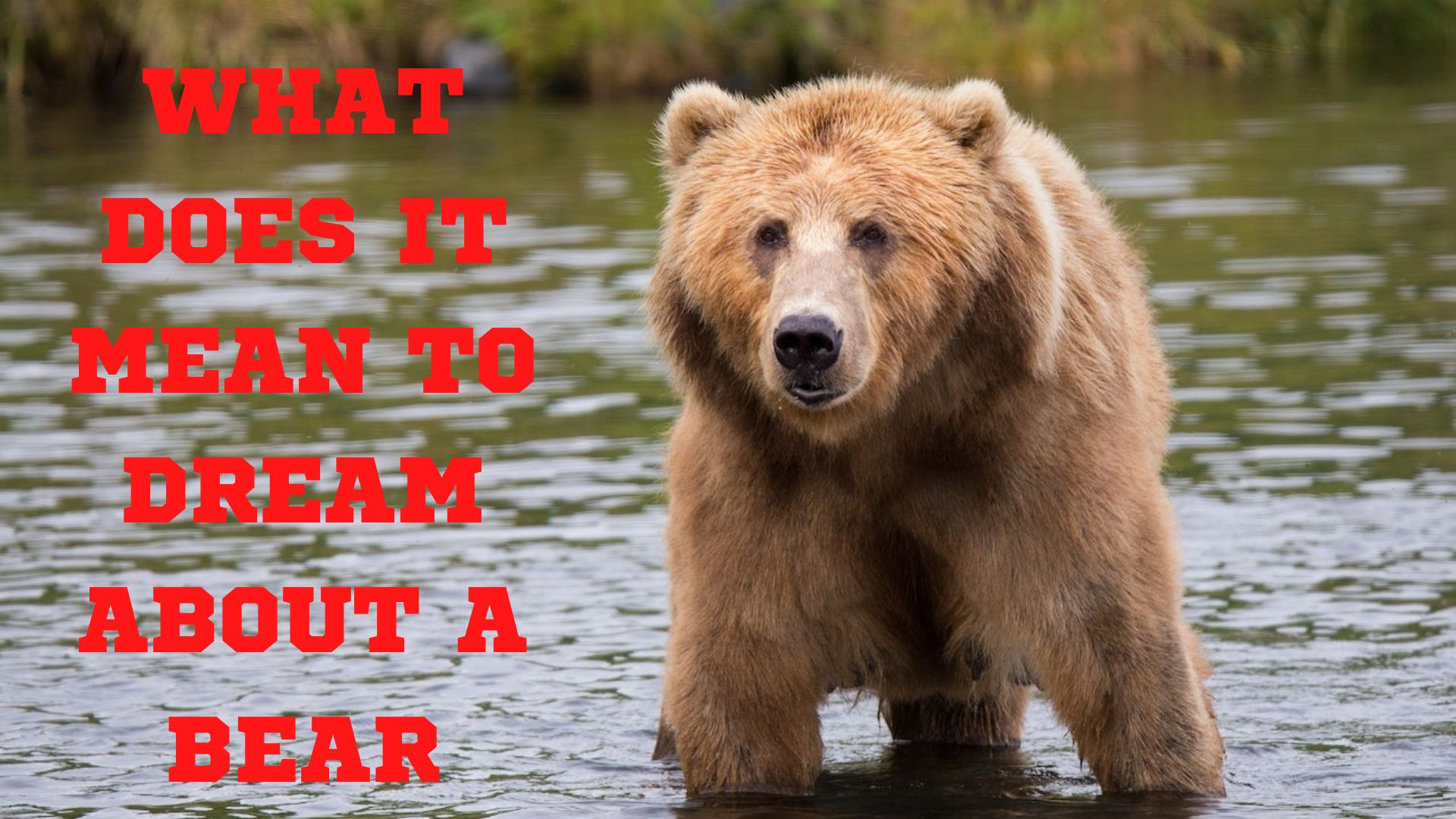 What Does It Mean To Dream About A Bear?