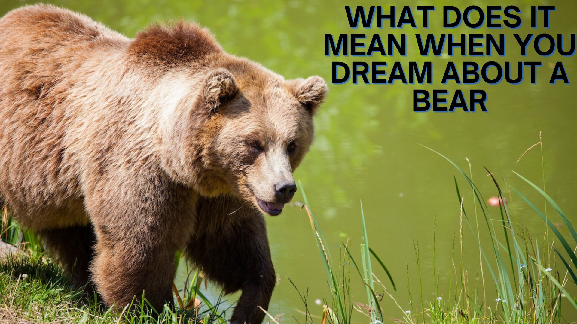 What Does It Mean When You Dream About A Bear?