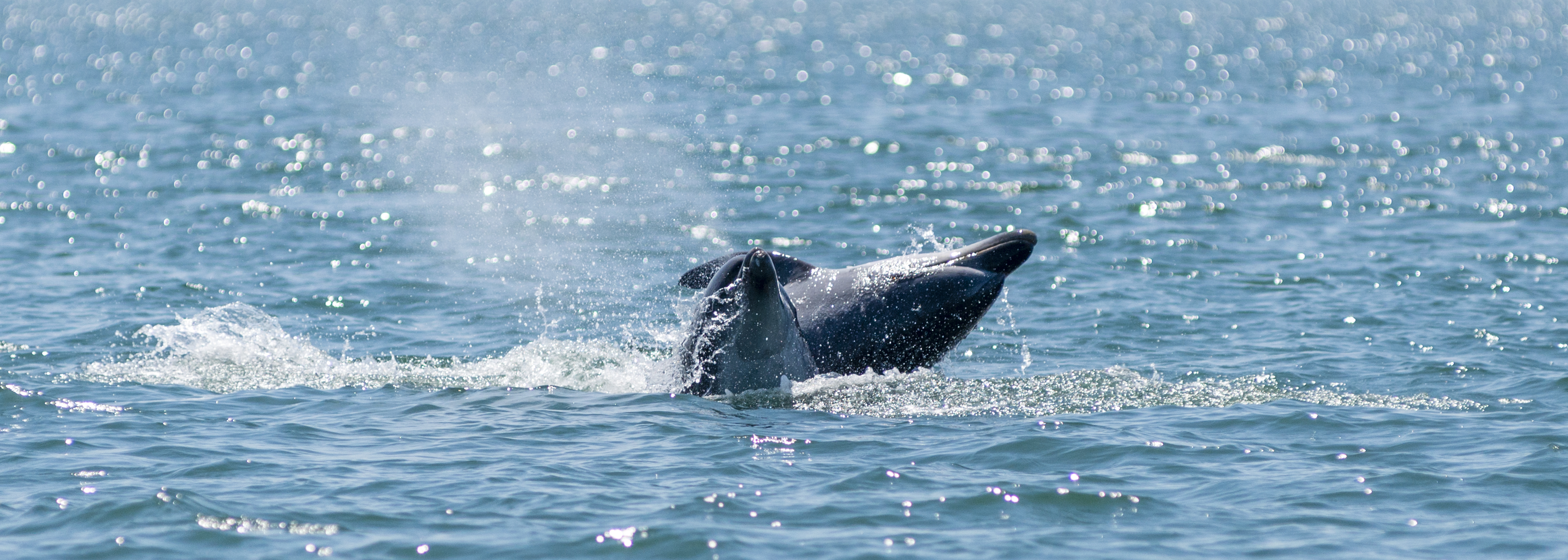 Dolphins in Setubal Bay