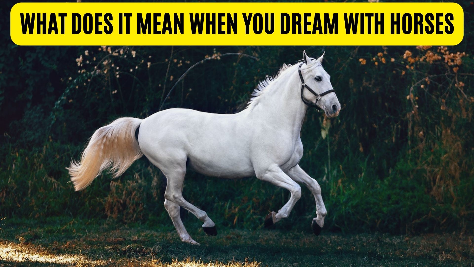 What Does It Mean When You Dream With Horses?