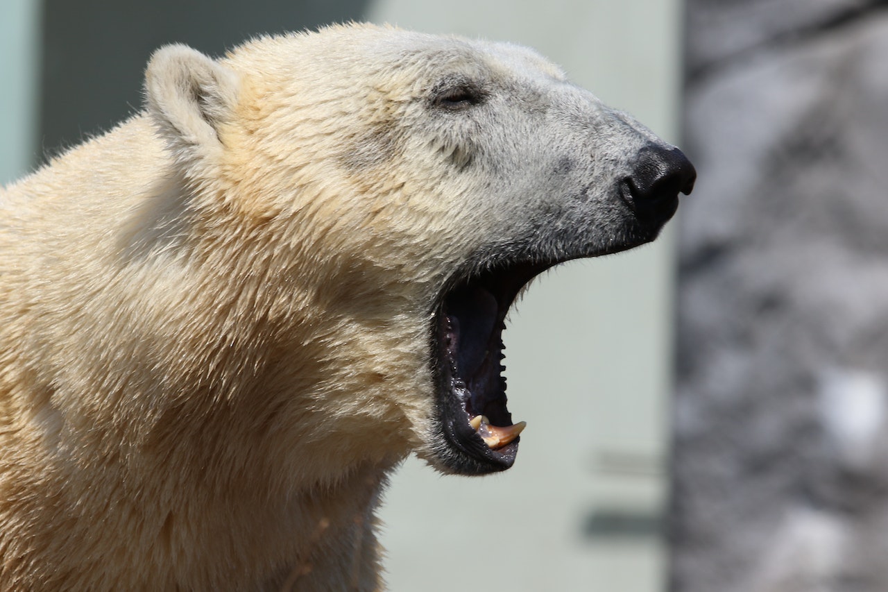 Selective Focus of Polar Bear