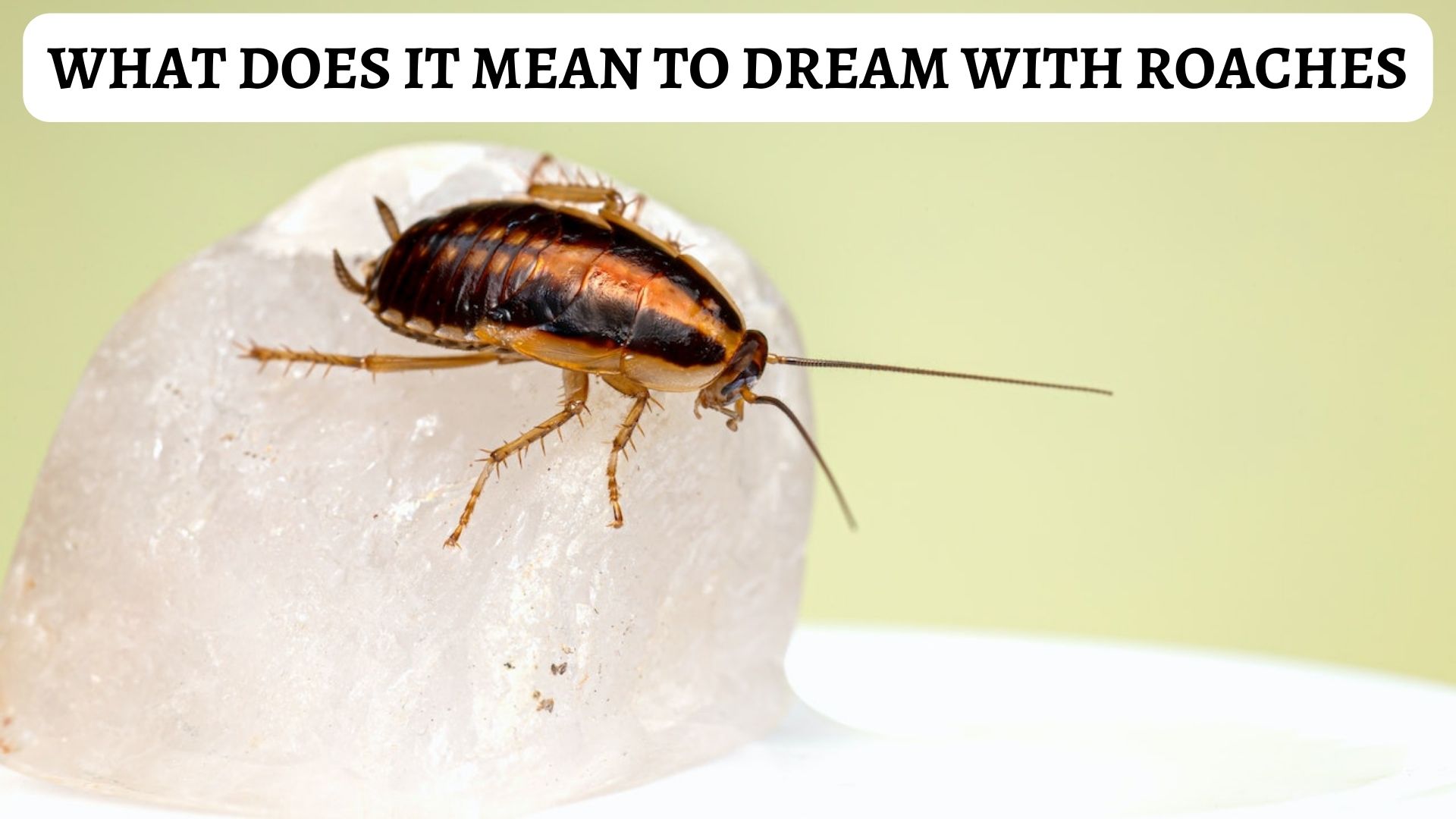 What Does It Mean To Dream With Roaches?