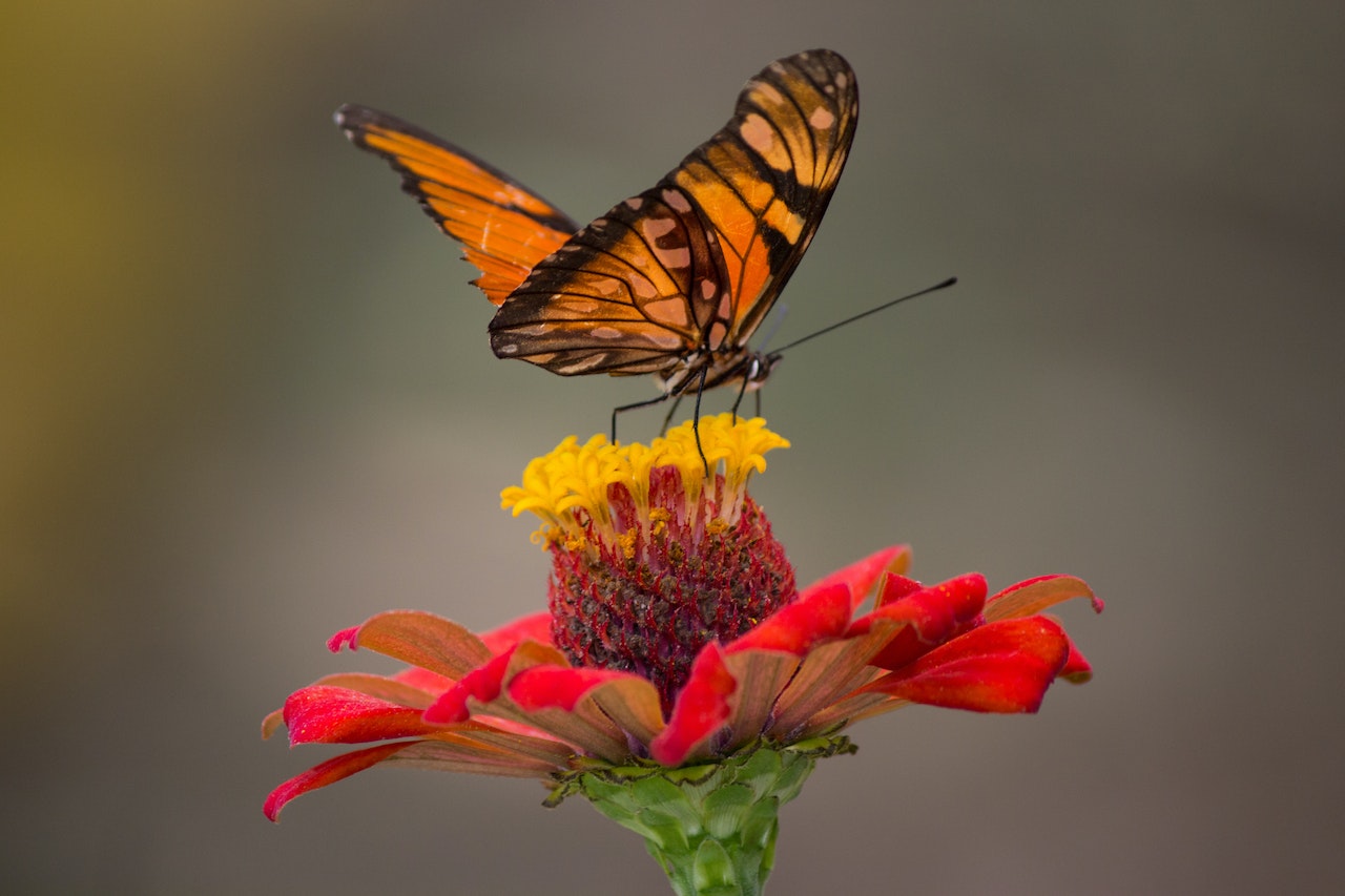 Brown and Black Butterfly Perched on Yellow and Red Petaled Flower