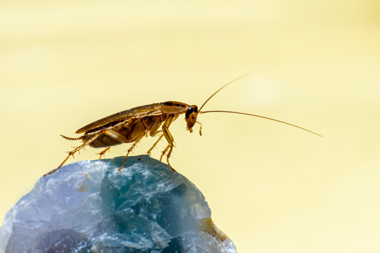 Cockroach in Macro Shot