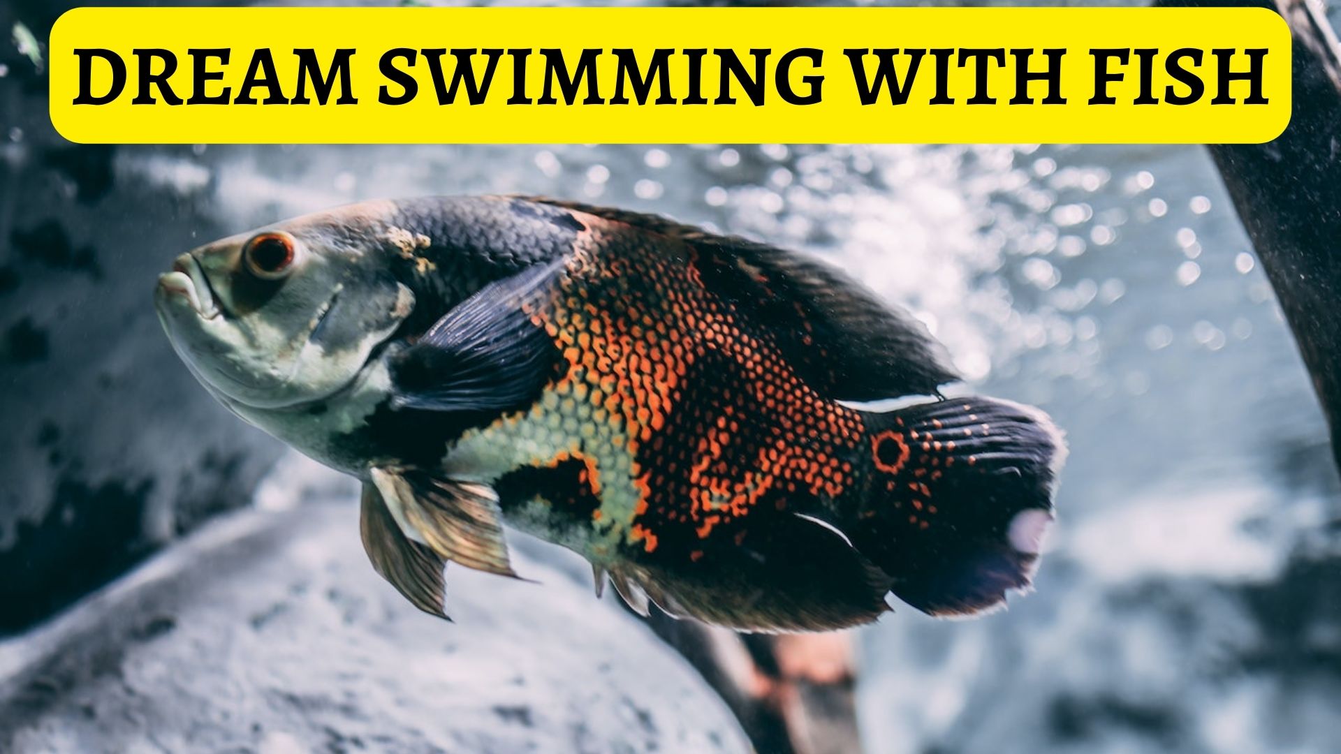 Dream Swimming With Fish - Be Ready For Busy Times