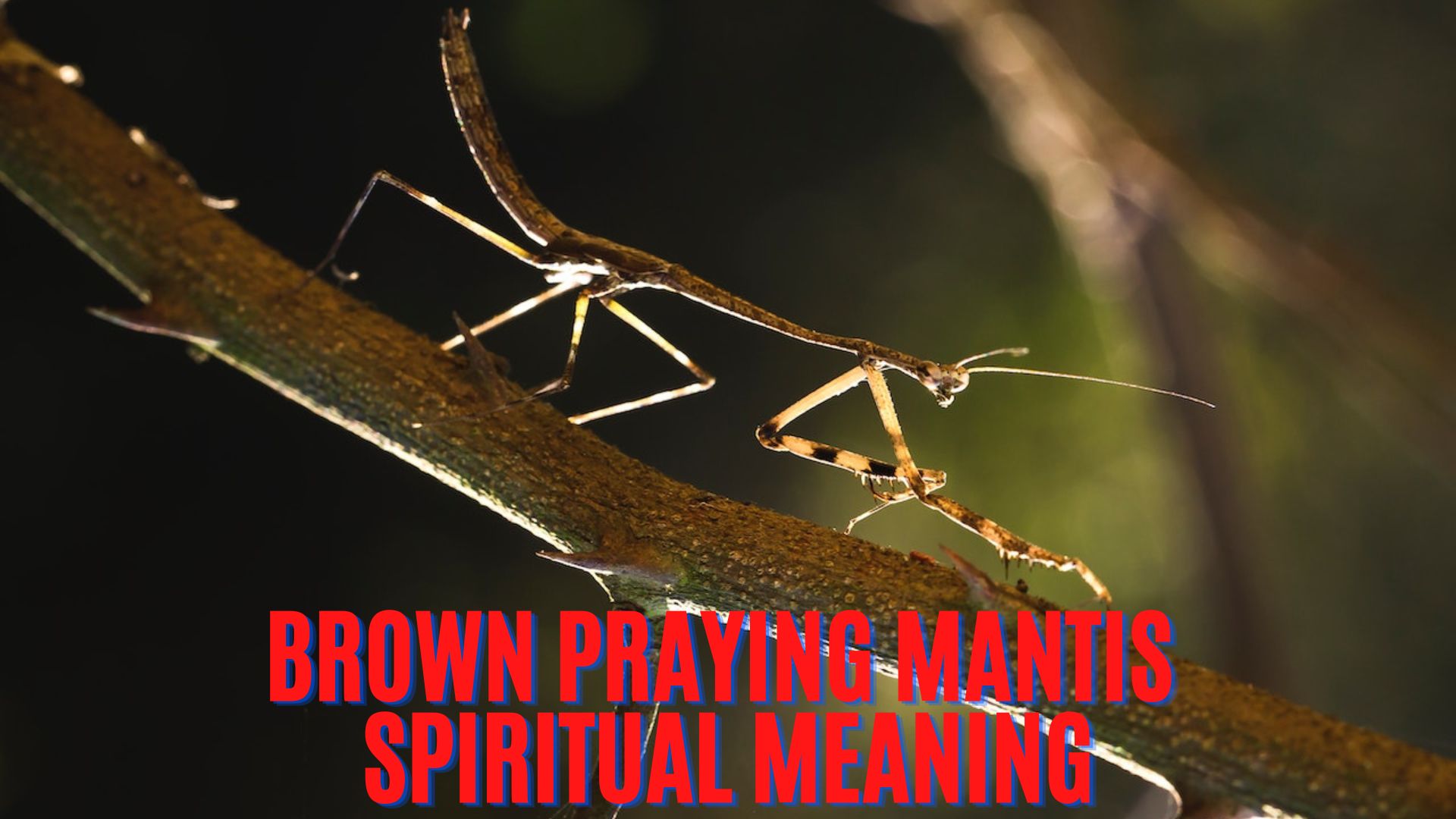 Brown Praying Mantis Spiritual Meaning - Connecting With Your Higher Self