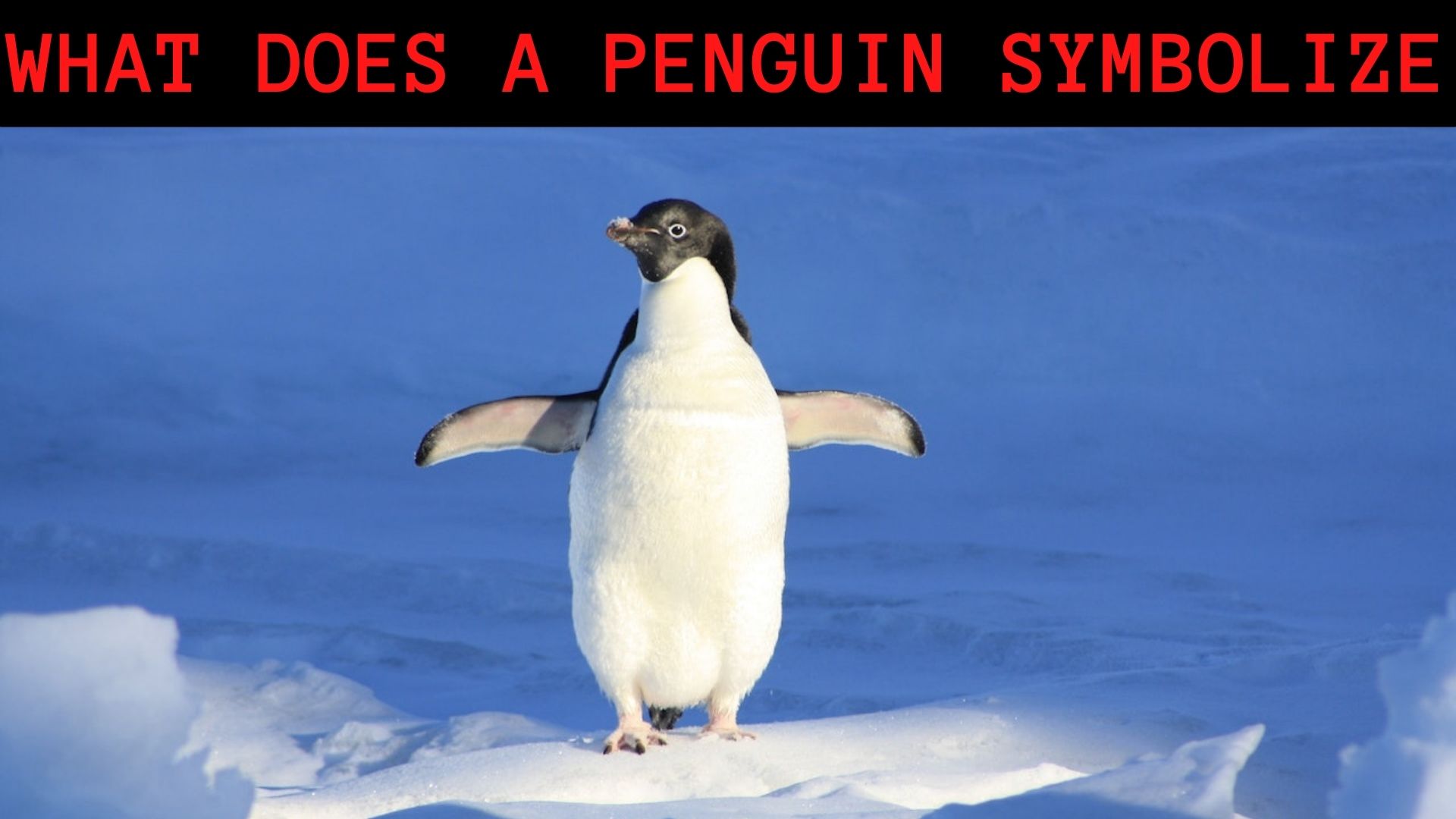 What Does A Penguin Symbolize? Evolution, And Contrast