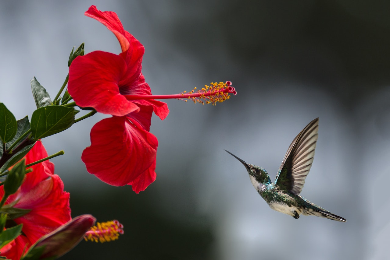 Brown Hummingbird Near Gumamela