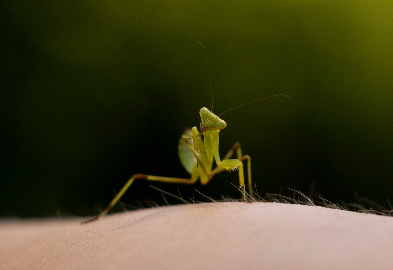 A praying mantis on surface of someone's arm
