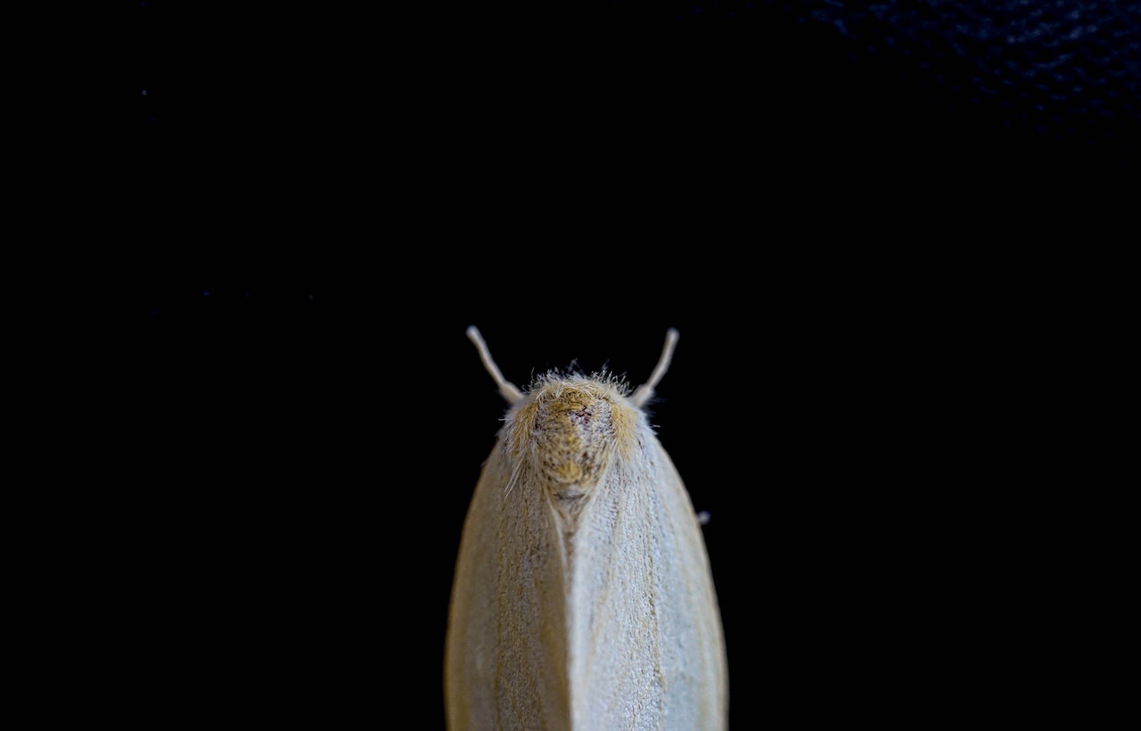 White and Yellow Moth