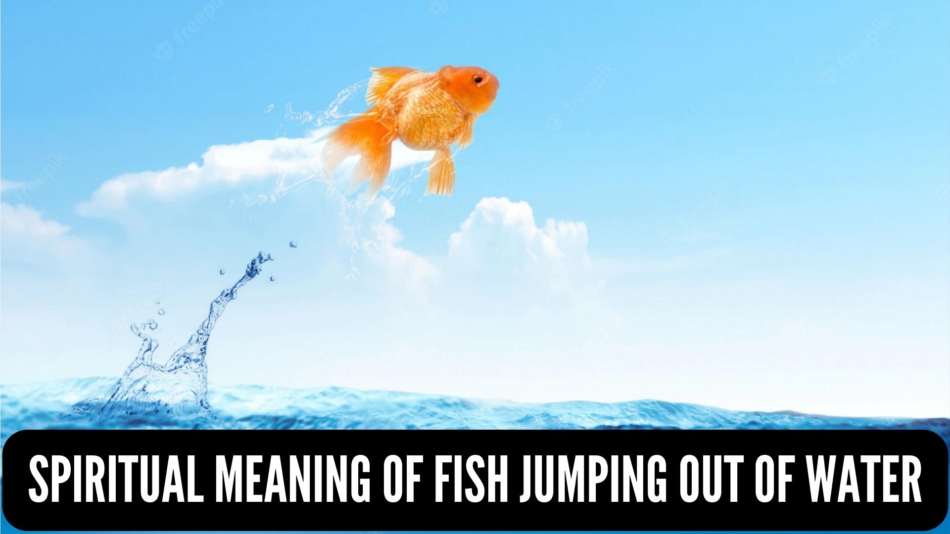 Spiritual Meaning Of Fish Jumping Out Of Water - Symbolizes Peace And Tranquility