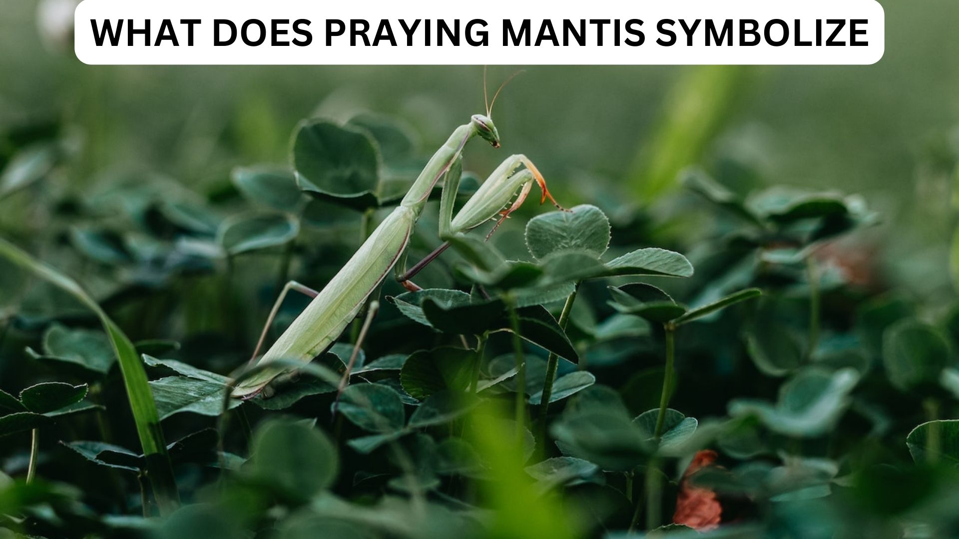 What Does Praying Mantis Symbolize?