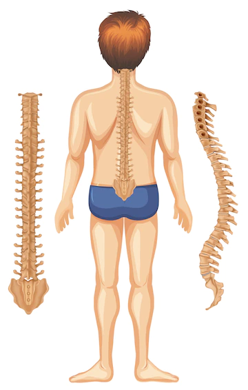 Visual description of a man with highlighted spinal cord along with two spinal cords on his sides