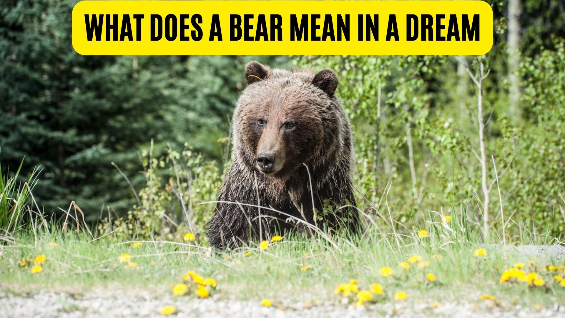 What Does A Bear Mean In A Dream? A Symbol Of Authority