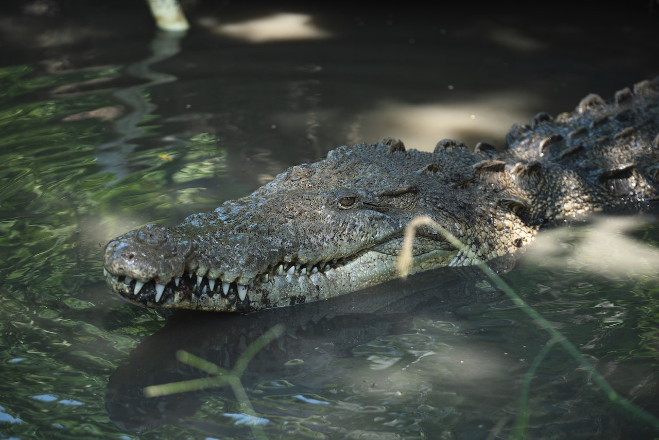 Alligator In Water