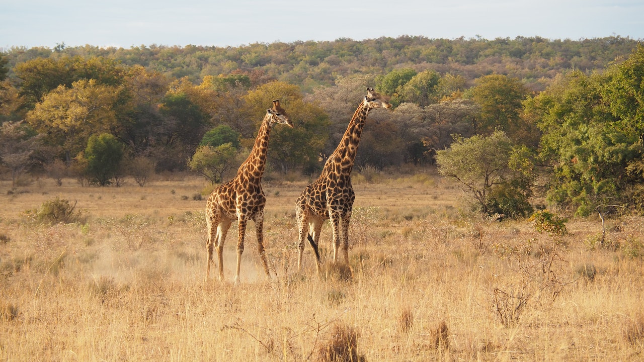 Where To Experience The Best Safaris In Africa