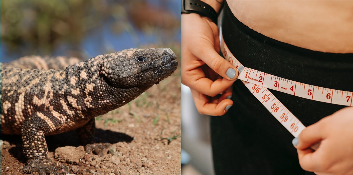 A black Gila monster; a woman in tight black pants measuring her hips with a tape measure