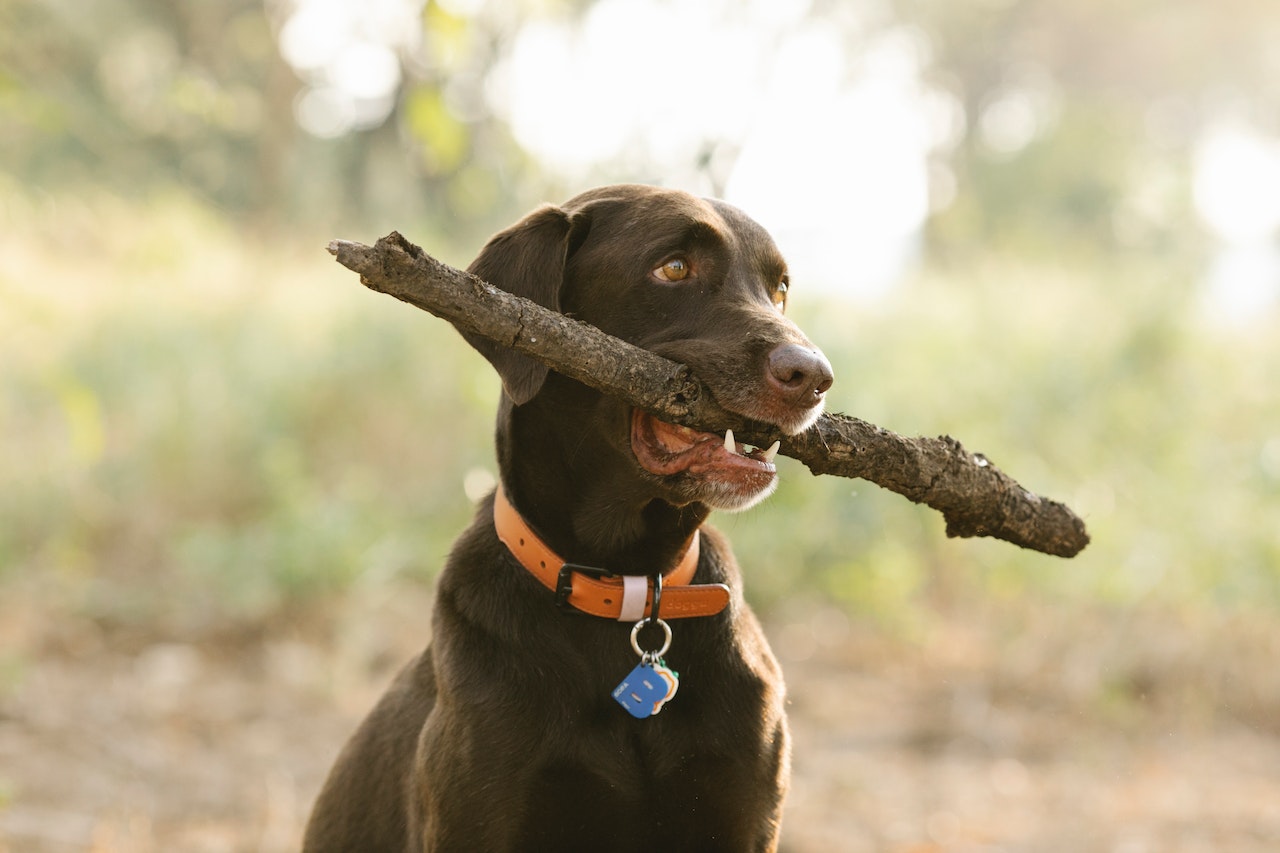 Labrador with twig in mouth in park