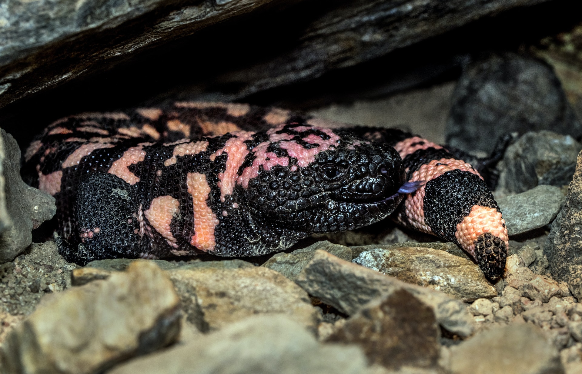 Gila Monster Venom - Its Weight Loss Wonder And More