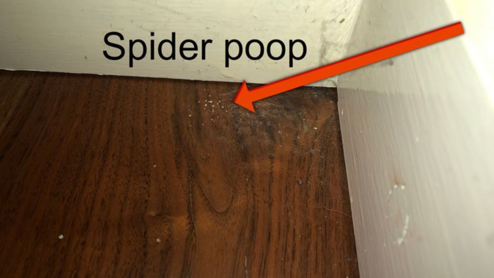 Spider Poop On Woofen Floor